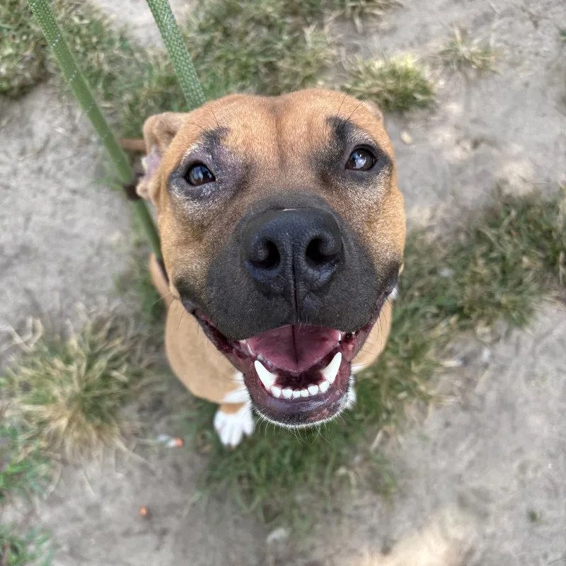 An adult large-sized female Brown / Chocolate Pit Bull Terrier dog named Mira for adoption in Vineland, NJ