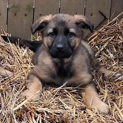 Pattys Shep Blue Collar