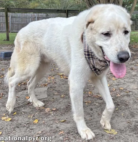 An adult large-sized male White / Cream Great Pyrenees dog named Bear in GA  for adoption in Beacon, NY