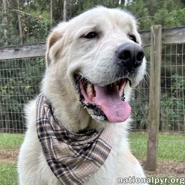 Bear in GA  thumbnail 3
