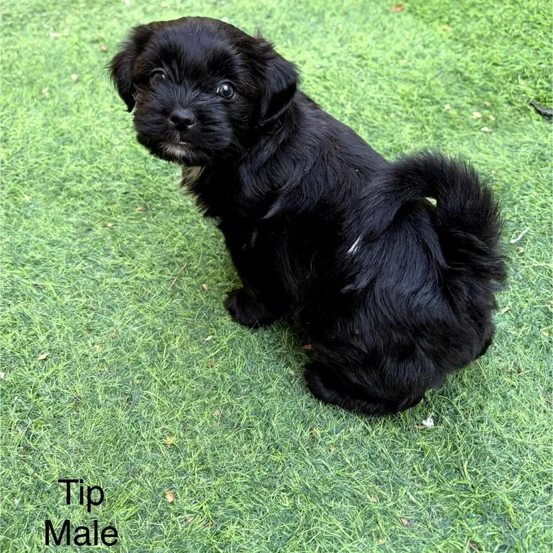 A baby small-sized male Black Shih Tzu dog named Midnight for adoption in Bessemer, AL