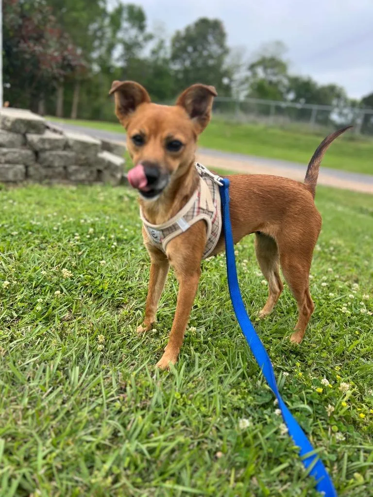 A young medium-sized female Miniature Pinscher dog named Foxey for adoption in Saint Francisville, LA