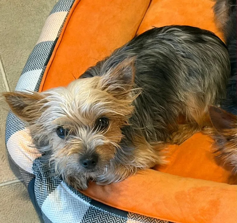 An adult small-sized female Yorkshire Terrier dog named Coral for adoption in merrillville, IN