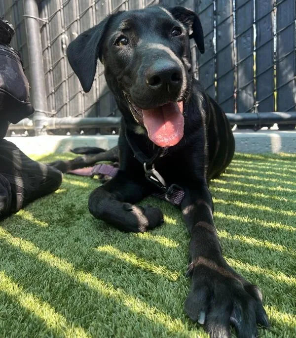 A young medium-sized female Labrador Retriever dog named Babydoll for adoption in San Diego, CA