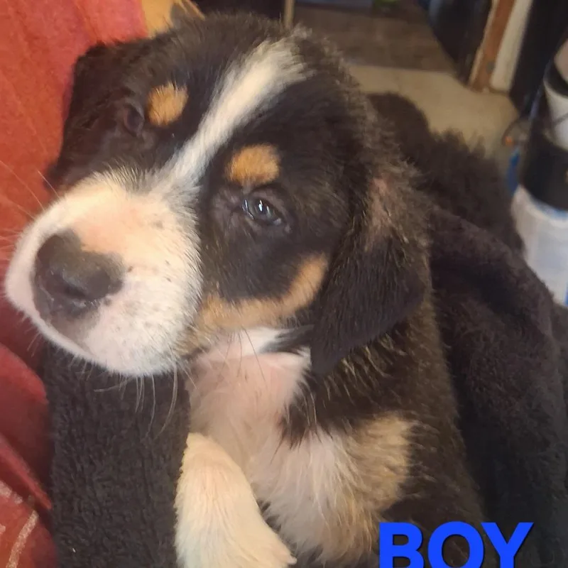 A baby small-sized male White / Cream Hound dog named Bandit for adoption in Corpus Christi, TX