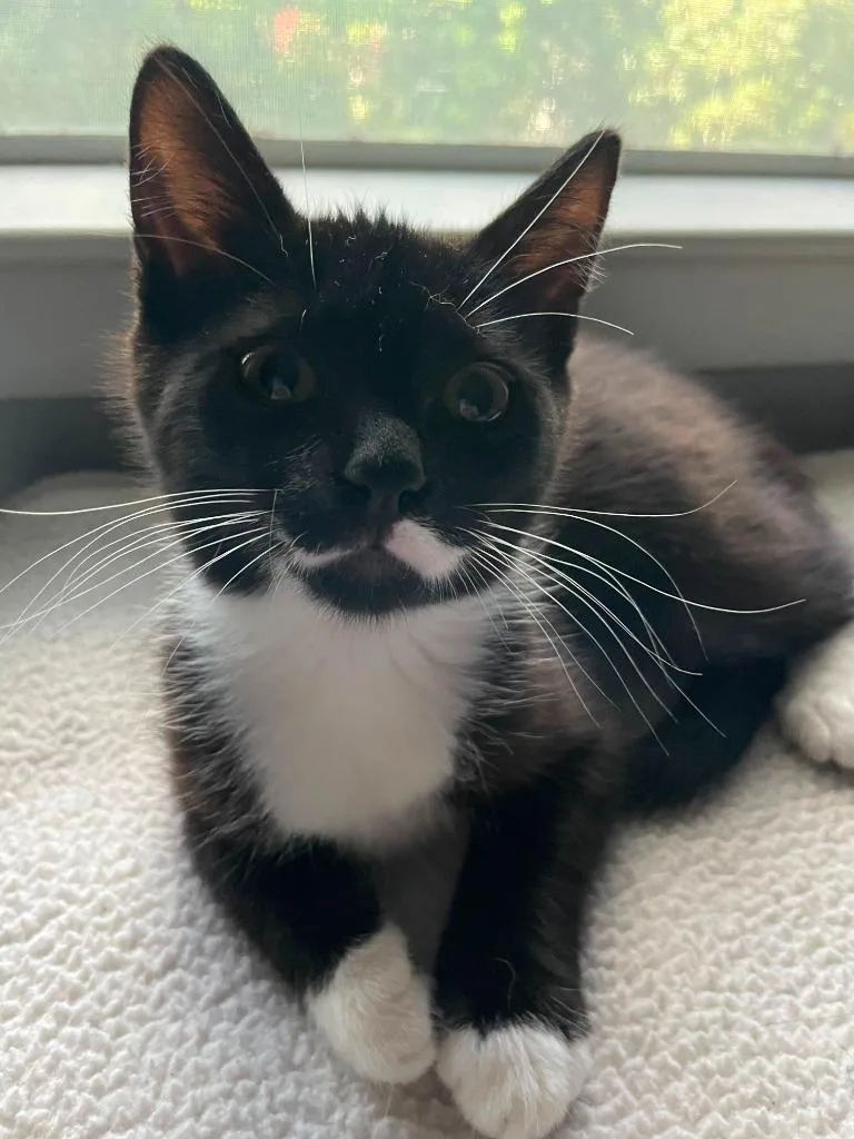 A baby medium-sized male Domestic Medium Hair cat named Dante for adoption in San Antonio, TX