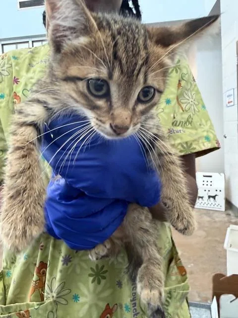 A baby medium-sized male Domestic Short Hair cat named Avalanche for adoption in Dallas, TX