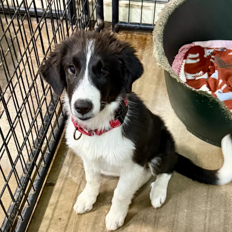 A baby large-sized female Black Border Collie dog named Penny for adoption in Gallatin, TN