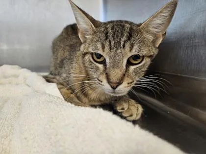 A young small-sized female Domestic Short Hair cat named Cami for adoption in Scotia, NY