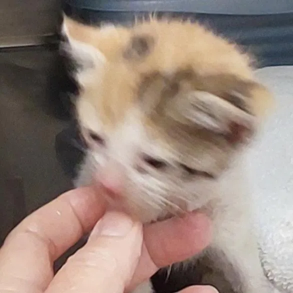 A baby small-sized female White Domestic Short Hair cat named Mave for adoption in Mocksville, NC