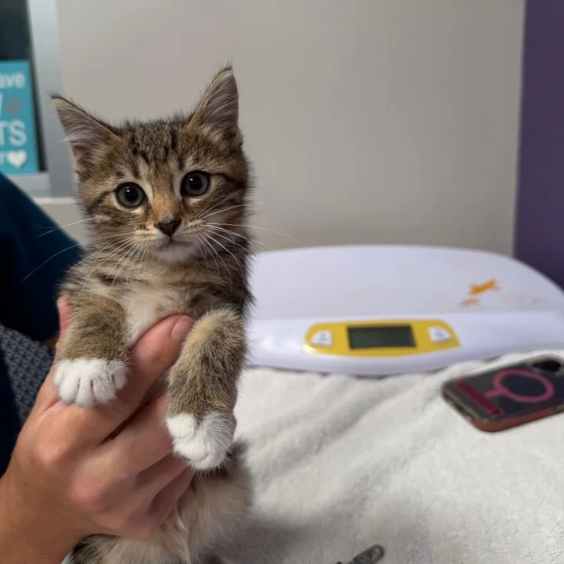 A baby small-sized male Brown / Chocolate Domestic Short Hair cat named Samuel for adoption in Englewood, FL