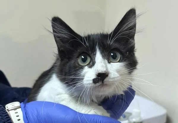 A baby small-sized female Domestic Medium Hair cat named Jo for adoption in Sherwood, OR