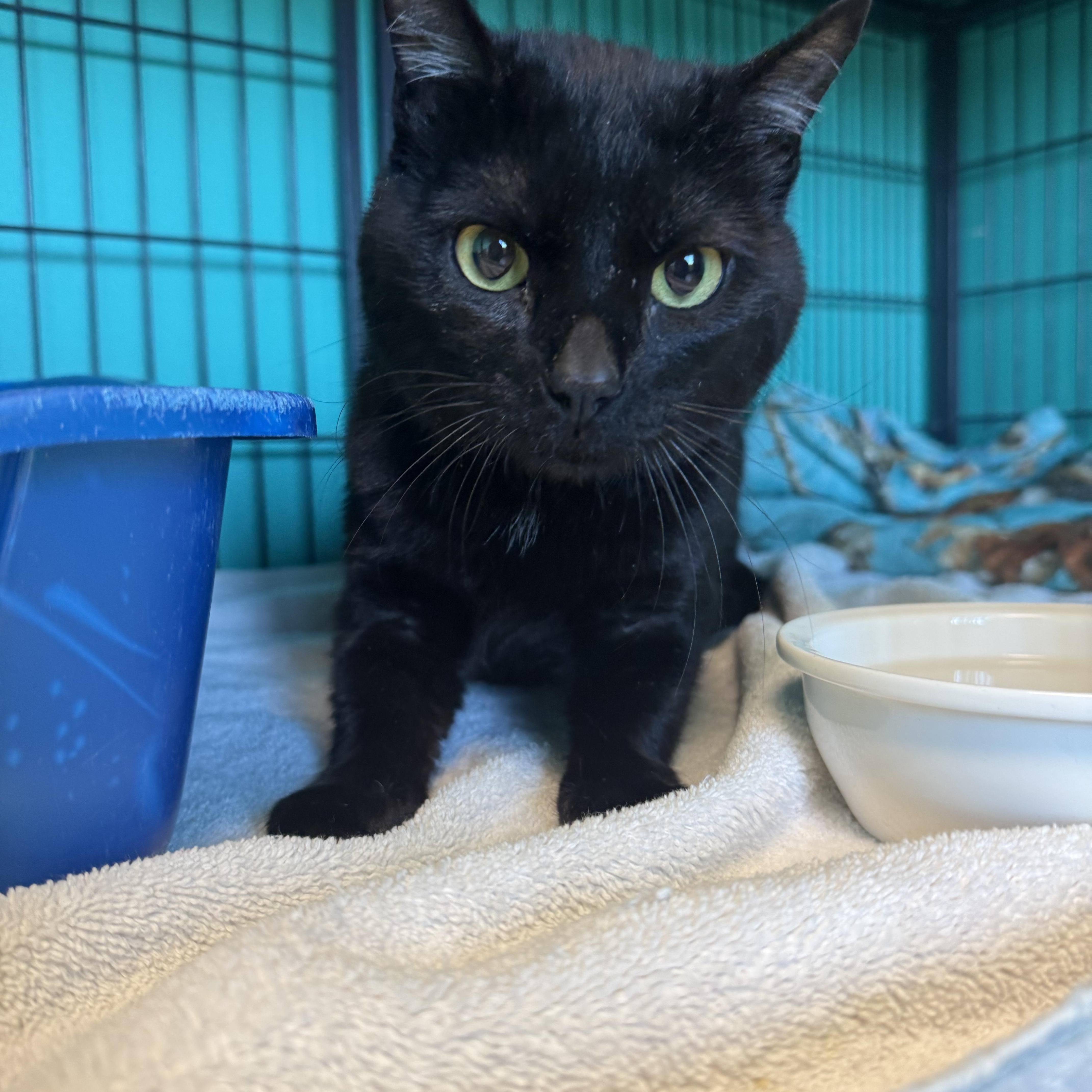 A young medium-sized male Black Domestic Short Hair cat named Flying Dutchman for adoption in Brookings, SD