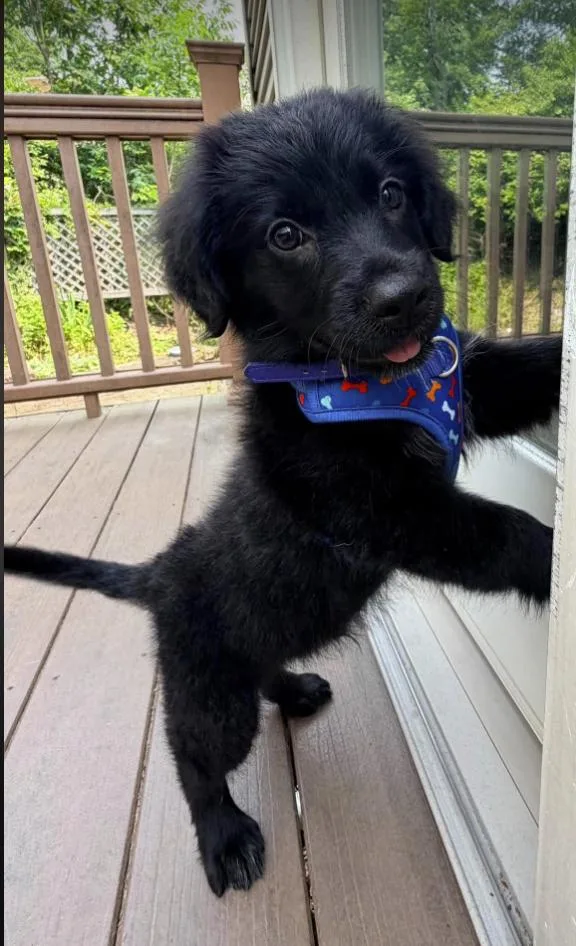 A baby medium-sized male Black Australian Cattle Dog / Blue Heeler dog named Wilder for adoption in Pleasant Valley, NY