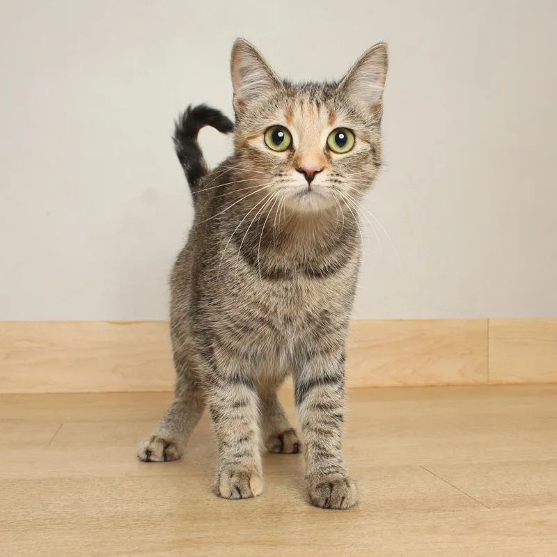 A young medium-sized female Brown / Chocolate Domestic Short Hair cat named Lucy C for adoption in Minnetonka, MN