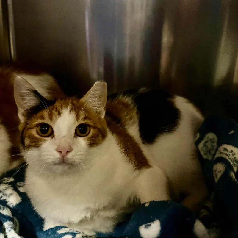 A baby medium-sized female Domestic Short Hair cat named Callie for adoption in York, PA