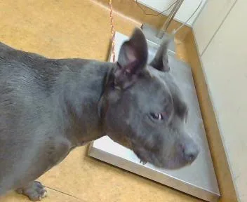 An adult medium-sized male Pit Bull Terrier dog named Dallas for adoption in Sacramento, CA