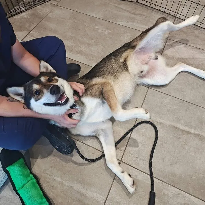 An adult large-sized male Husky dog named Pacco for adoption in Springdale, AR