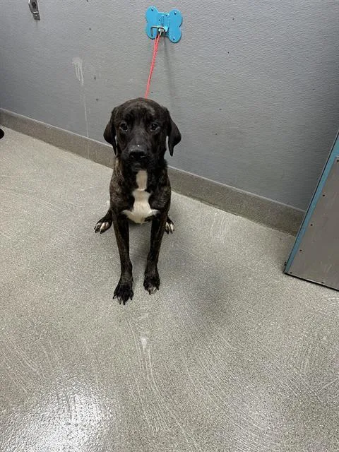 A young large-sized male Mastiff dog named Hades for adoption in Las Vegas, NV