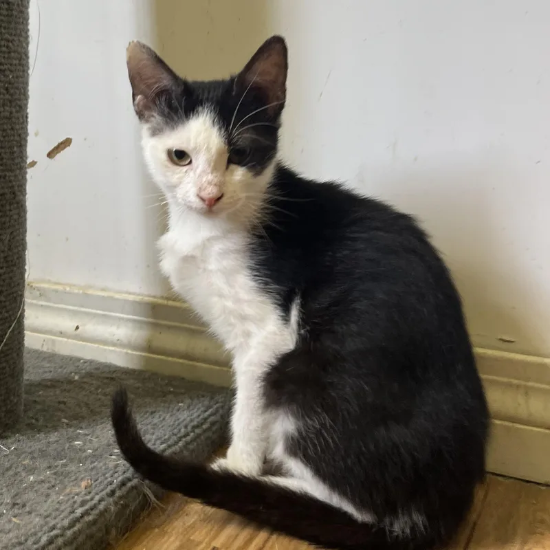 A baby small-sized female Black & White / Tuxedo Domestic Short Hair cat named Anastasia for adoption in Hammond, LA