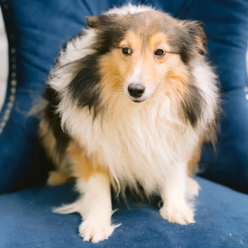 An adult small-sized female Shetland Sheepdog / Sheltie dog named Tracy for adoption in Zionsville, IN