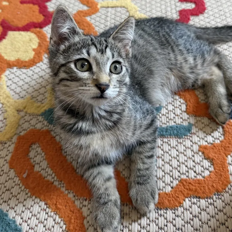 A baby small-sized female Brown / Chocolate Domestic Short Hair cat named Mickey for adoption in Denison, TX