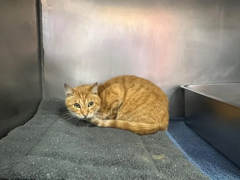 A senior small-sized male Domestic Short Hair cat named Rudy for adoption in Murray, KY