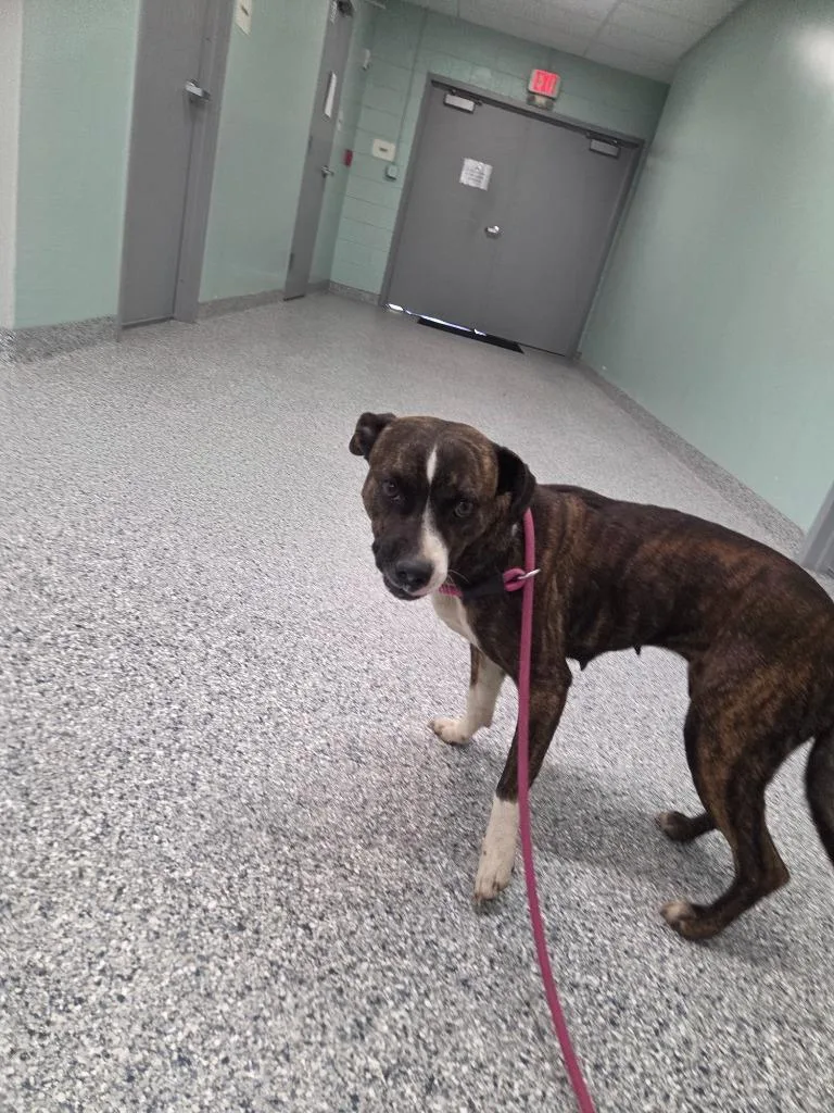 A young medium-sized female Terrier dog named Rachel for adoption in Athens, TN