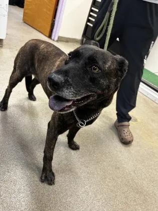An adult medium-sized female Pit Bull Terrier dog named Lemon for adoption in Palm Coast, FL