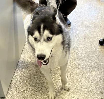 An adult large-sized male Mixed Breed dog named Jack for adoption in Lafayette, IN