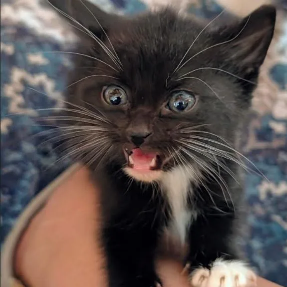 A baby small-sized male Domestic Short Hair cat named Oliver for adoption in Gordonsville, TN