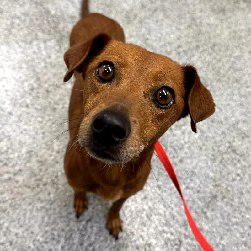 An adult small-sized female Red / Chestnut / Orange Miniature Pinscher dog named Ruby for adoption in Rossville, GA
