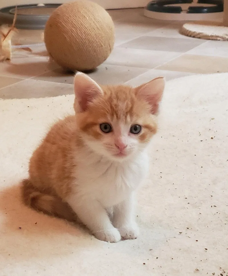 A baby medium-sized male Orange & White Domestic Medium Hair cat named Nash for adoption in Cuyahoga Falls, OH