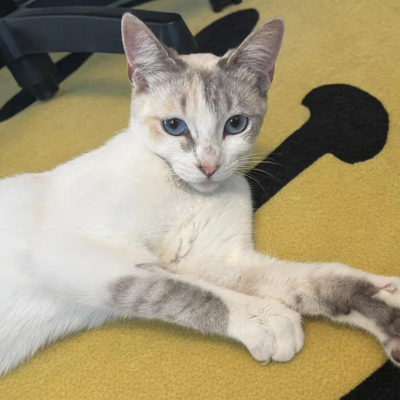 Stevie Wildheart Nicks