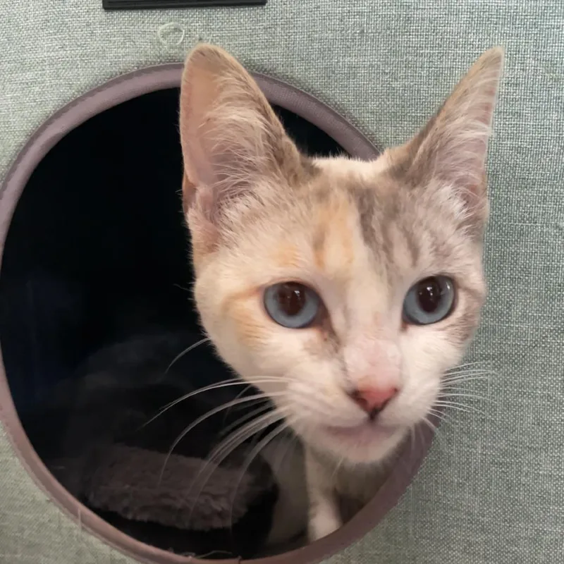 Stevie Wildheart Nicks thumbnail 2