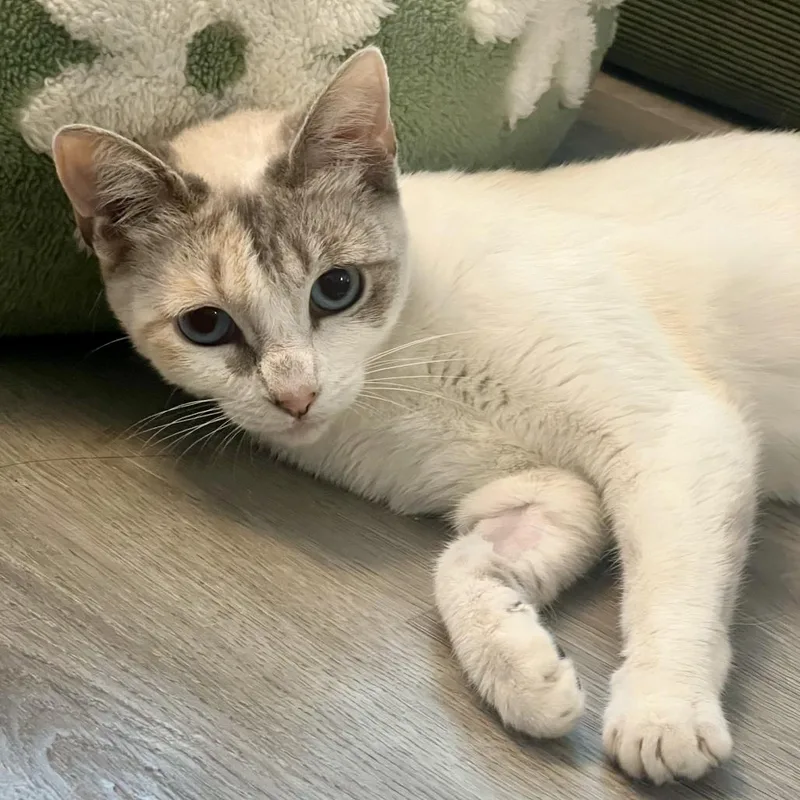 Stevie Wildheart Nicks thumbnail 3