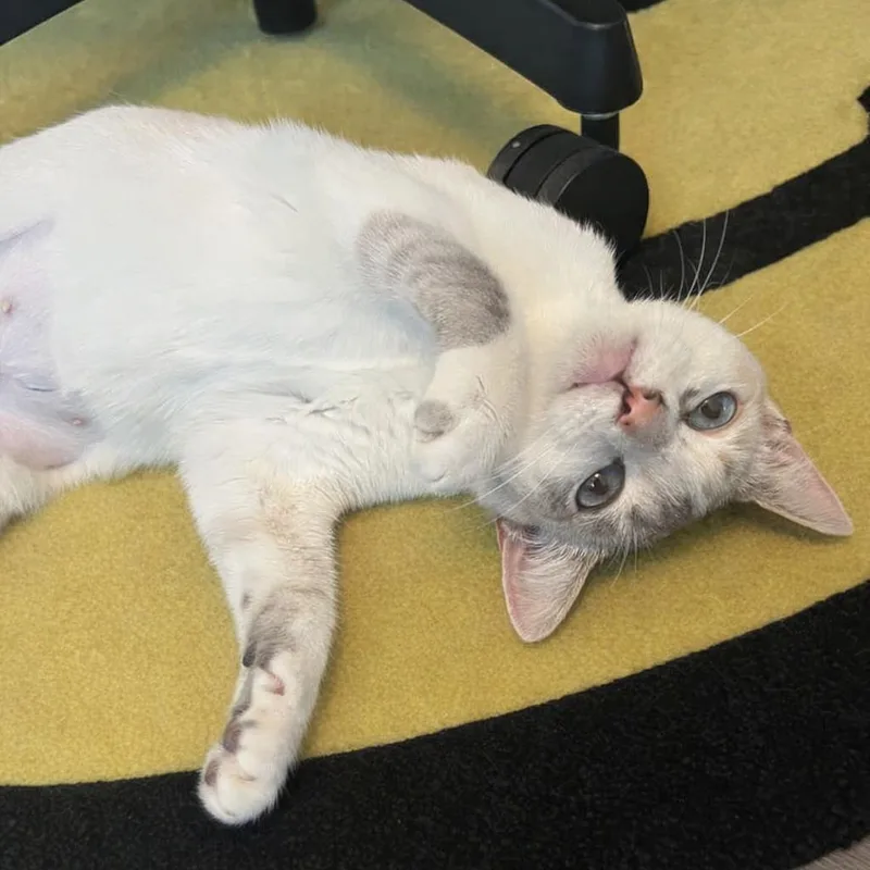 Stevie Wildheart Nicks thumbnail 4