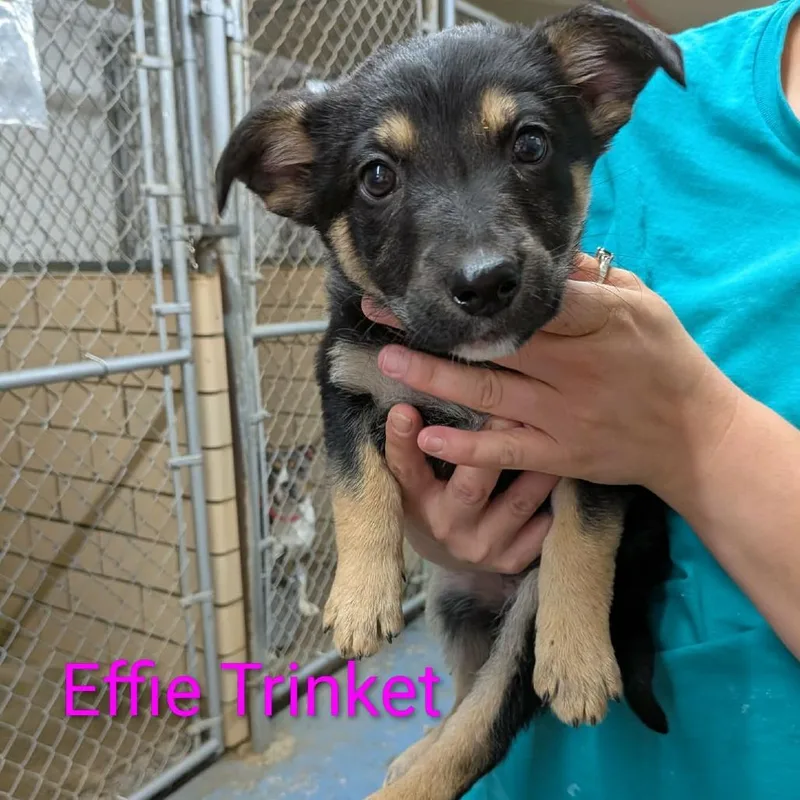 A baby small-sized female Yellow / Tan / Blond / Fawn German Shepherd Dog dog named Elfie Trinket for adoption in Greenville, PA