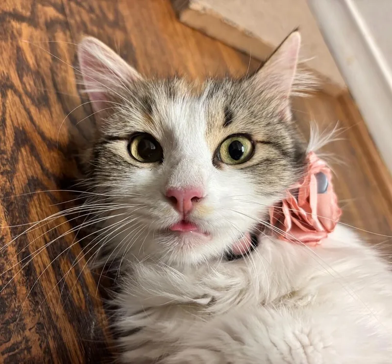 A young medium-sized female Gray & White Domestic Long Hair cat named Gaga for adoption in Richardson, TX