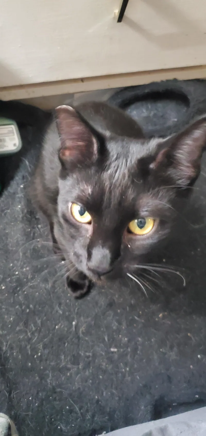 An adult medium-sized female Black Domestic Short Hair cat named Tinkerbell for adoption in Rochester, WA