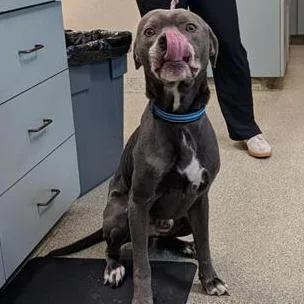 An adult medium-sized male Gray / Blue / Silver Mixed Breed dog named Robert for adoption in Jacksonville, FL