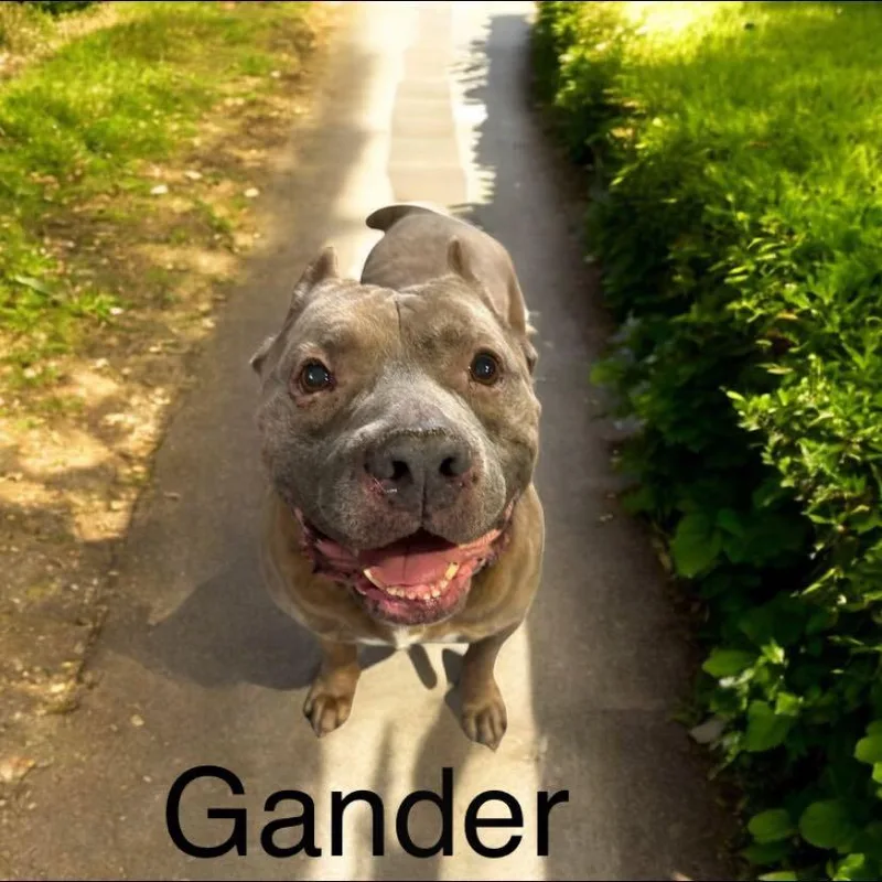Gander