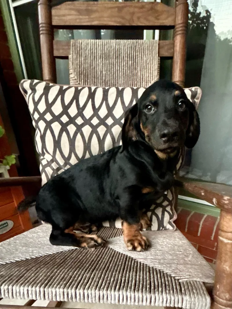 A baby medium-sized male Basset Hound dog named Ross for adoption in Fosters, AL