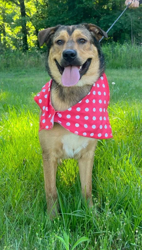 A baby medium-sized female Mixed Breed dog named Jenny for adoption in Murray, KY