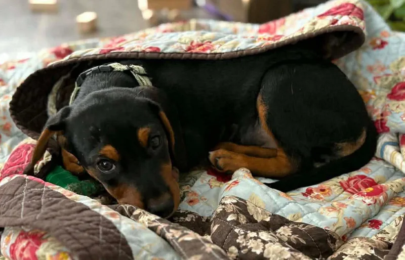 A baby medium-sized female Miniature Pinscher dog named Chelsea for adoption in New London, WI