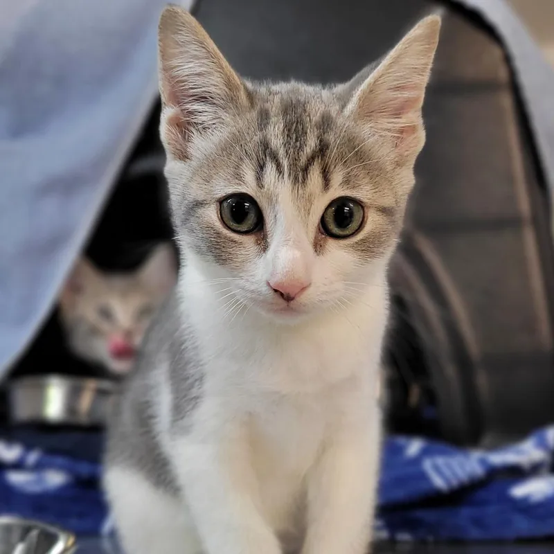 A baby medium-sized female Gray & White Domestic Short Hair cat named Alice for adoption in Nantucket, MA