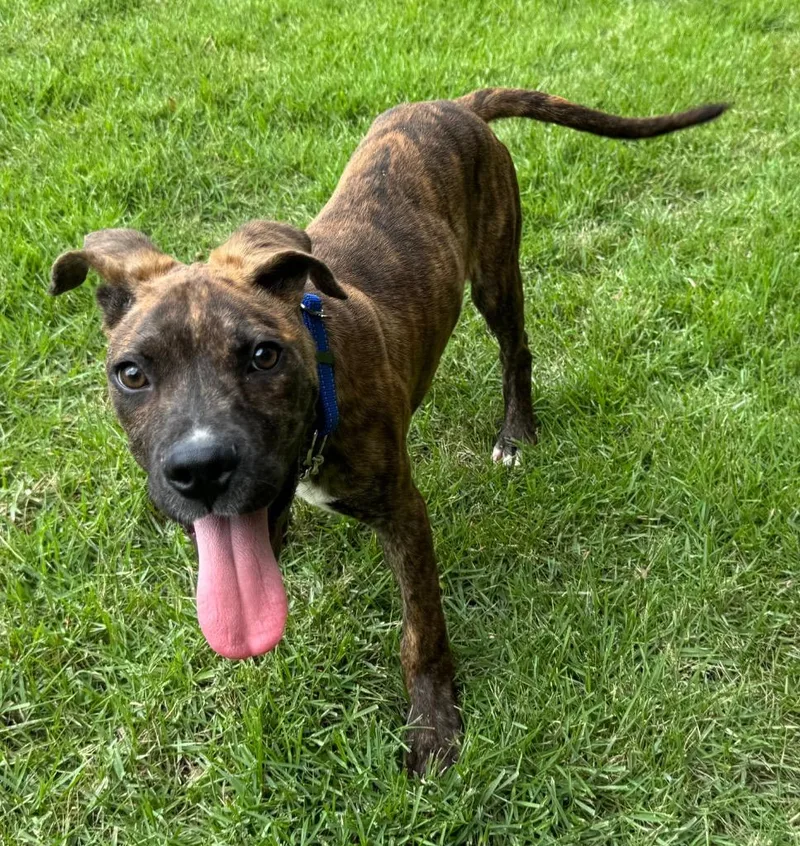 A baby large-sized male Pit Bull Terrier dog named Dexter for adoption in Princeton, MA