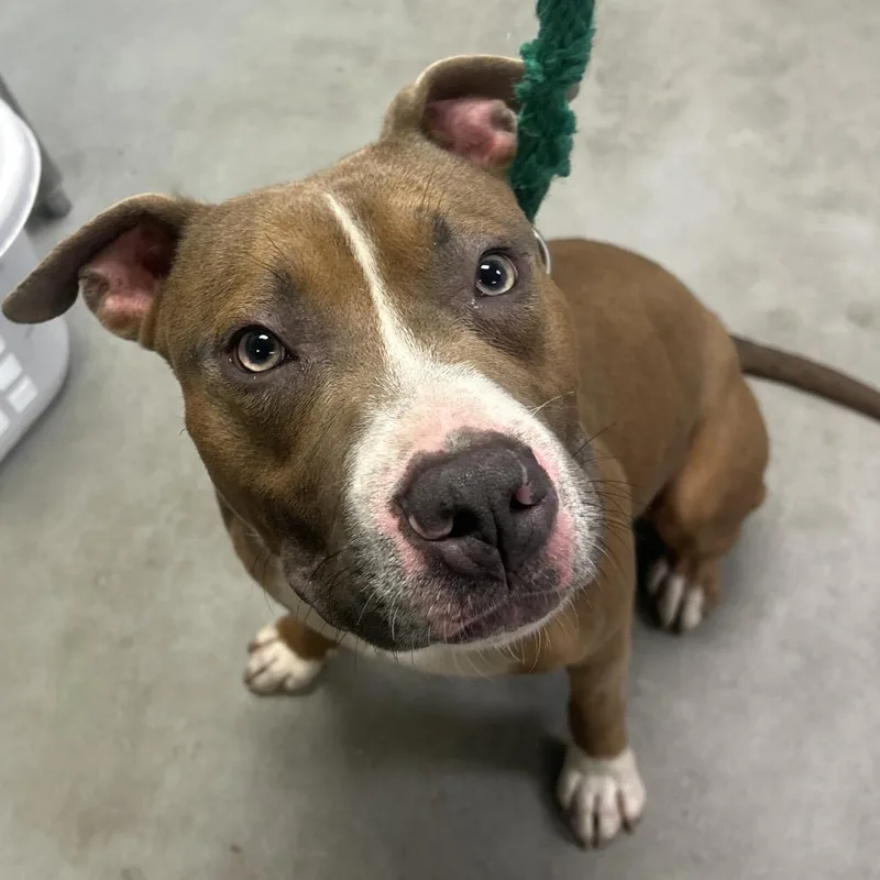 A young medium-sized male Brown / Chocolate Mixed Breed dog named Lonestar for adoption in Philadelphia, PA