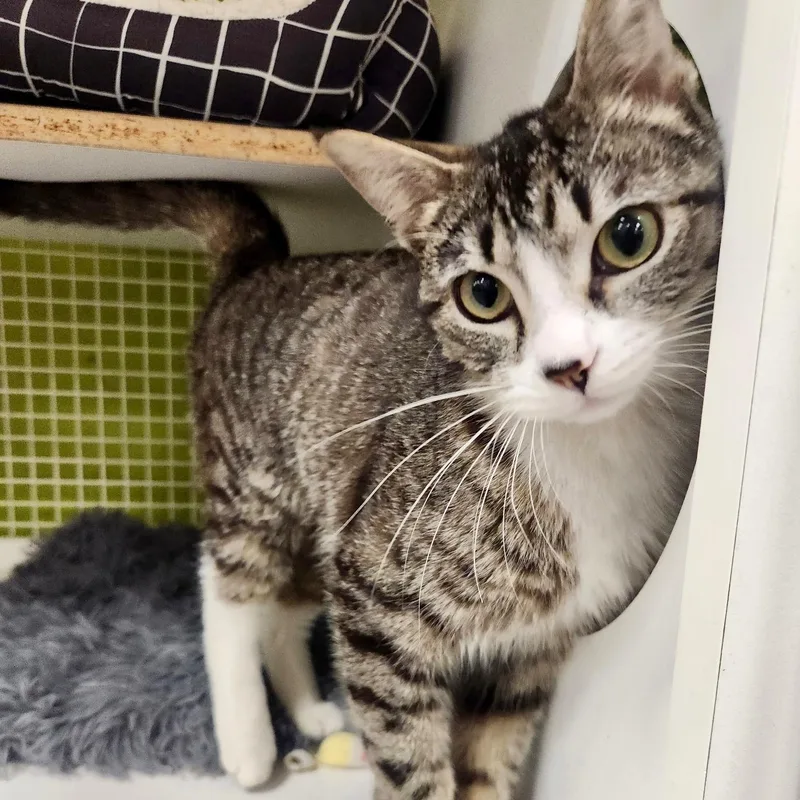 A young medium-sized female Tabby (Brown / Chocolate) Domestic Short Hair cat named Coral for adoption in Mount Rainier, MD
