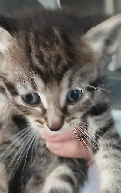 A baby small-sized female Domestic Short Hair cat named Lovely for adoption in Jacksonville, FL
